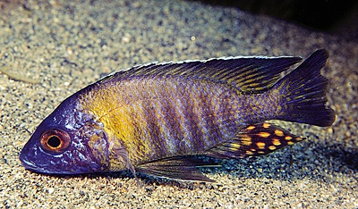 Aulonocara gertrudae 'Makonde'